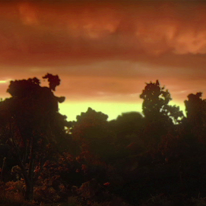 A still image of a forest at sunset.